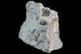 Ammonite (Promicroceras) Fossil Cluster - Somerset, England #86266-2